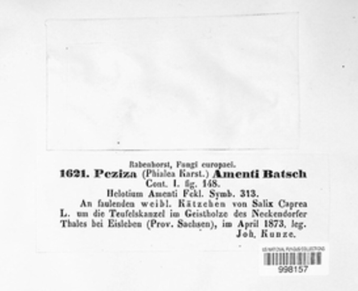 Cyathicula amenti image